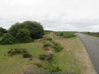 Track in the New Forest, near Lyndhurst © Malc McDonald cc-by-sa/2.0 :: Geograph Britain and Ireland Track in the New Forest... 