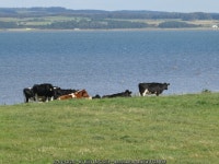 Cattle at Soleburn © Billy McCrorie cc-by-sa/2.0 :: Geograph Britain and Ireland Cattle at Soleburn &copy; Billy McCrorie cc-by... 