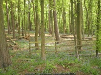 Spring bluebells in Pollok park © colin rountree :: Geograph Britain and Ireland Spring bluebells in Pollok park &copy; colin... 