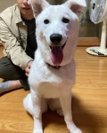 견생 185일차, 암컷 강아지의 중성화 수술
