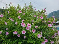 무궁화의 마음