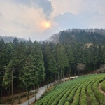 15화 보성