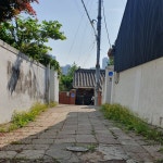 골목길 야생화 36 노랑선씀바귀 골목길 야생화 36 노랑선씀바귀 