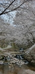 전원주택 구입의 꿈을 미루다.