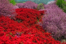 13화 겹벚꽃 명소 전주 완산칠봉 꽃동산, 봄꽃들 만개