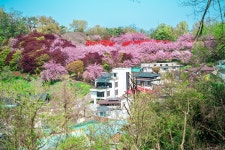 13화 겹벚꽃 명소 전주 완산칠봉 꽃동산, 봄꽃들 만개
