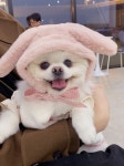 04화 댕글라이프 토끼