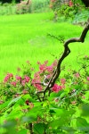 12화 송백정 백일홍 (1)