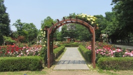장자호수 장미꽃 - 계절의 꽃길 - 산이나우리나 장자호수 장미꽃
