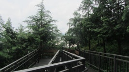 봉산 편백나무 숲길 - 무장애 둘레길 - 산이나우리나 봉산 편백나무 숲길