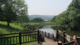 장자호수 장미꽃 - 계절의 꽃길 - 산이나우리나 장자호수 장미꽃