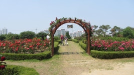 장자호수 장미꽃 - 계절의 꽃길 - 산이나우리나 장자호수 장미꽃