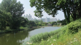 장자호수 장미꽃 - 계절의 꽃길 - 산이나우리나 장자호수 장미꽃