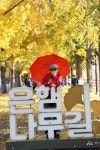 11/9충남 아산시 곡교천 은행나무길 - 람보 산행기 - 서울 예솔 산악회 11/9충남 아산시 곡교천 은행나무길