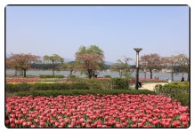 4/12강릉 허균,허난설현,기념공원 겹벚꽃,경포대 튤립 - 람보 산행기 - 서울 예솔 산악회 4/12강릉 허균,허난설현,기념공원 겹벚꽃,경포대 튤립