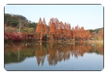 11/15남원 광한루,계룡시 입암 저수지,장태산 휴양림 - 람보 산행기 - 서울 예솔 산악회 11/15남원 광한루,계룡시 입암 저수지,장태산 휴양림