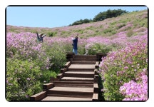 5/3황매산 철쭉,산청 조각공원,옥천 금강수변 친수공원(5월초에 가면 아름 다운곳) - 람보 산행기 - 서울 예솔 산악회 5/3황매산 철쭉,산청... 