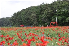 5/25원주 용수골 양귀비&인제 용소폭포 - 람보 산행기 - 서울 예솔 산악회 5/25원주 용수골 양귀비&인제 용소폭포