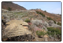 3/22광양 매화마을,화엄사 - 람보 산행기 - 서울 예솔 산악회 3/22광양 매화마을,화엄사