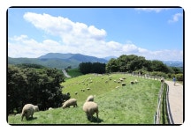 8/16대관령 양떼목장,경포가시연꽃지,경포해변 - 람보 산행기 - 서울 예솔 산악회 8/16대관령 양떼목장,경포가시연꽃지,경포해변