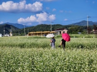 9/10봉평.메밀꽃 축제 - 람보 산행기 - 서울 예솔 산악회 9/10봉평.메밀꽃 축제