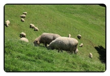 8/16대관령 양떼목장,경포가시연꽃지,경포해변 - 람보 산행기 - 서울 예솔 산악회 8/16대관령 양떼목장,경포가시연꽃지,경포해변