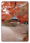 11/1내장사 단풍.장성댐 11/2백양사 단풍 - 람보 산행기 - 서울 예솔 산악회 11/1내장사 단풍.장성댐 11/2백양사 단풍