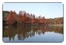 11/15남원 광한루,계룡시 입암 저수지,장태산 휴양림 - 람보 산행기 - 서울 예솔 산악회 11/15남원 광한루,계룡시 입암 저수지,장태산 휴양림