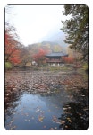 11/1내장사 단풍.장성댐 11/2백양사 단풍 - 람보 산행기 - 서울 예솔 산악회 11/1내장사 단풍.장성댐 11/2백양사 단풍