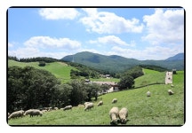 8/16대관령 양떼목장,경포가시연꽃지,경포해변 - 람보 산행기 - 서울 예솔 산악회 8/16대관령 양떼목장,경포가시연꽃지,경포해변