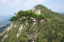 “아름다운 대아댐 조망“ 암능 과 노송의 조화가 절묘한 운암산 산행... 3산악회 “아름다운 대아댐 조망“ 암능 과 노송의 조화가 절묘한... 