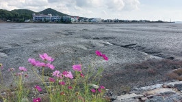 대부 해솔길 5코스 - 산행후기사진 - 암 극복 산행기 대부 해솔길 5코스