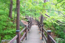 8월 13일 대관령 소나무숲길 산행예약.^^ - 도솔봉/묘적봉(단양) 산행 예약 9월 17일 - 인천 산마루산악회 8월 13일 대관령 소나무숲길 산행예약.^^