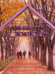 ■신청마감)11월13일(목)대한민국 구석구석(인천편)수령800년 장수동 은행나무🍁+인천대공원 메타쉐콰이어숲🍁+소래습지공원+소래산 - 호반... 
