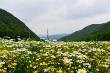 샤스데이지꽃길~마천봉 하늘길 태백한우 검용소 탐방 신청 - 호반... 리프트 왕복 샤스데이지꽃길~마천봉 하늘길 태백한우 검용소 탐방 신청