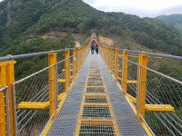 9월 22일 목요일 05시출발 국내최대 메타세콰이어숲 화인산림욕장&4월 개통 금산 월영산 출렁다리 점심은 인삼어죽 신청 - 호반 목요 정기... 