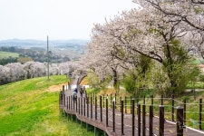 ■잔여석10개)26년4월16일(목)대한민국 구석구석 서산편서산 한우목장 산책로 벚꽃길+백제의미소 마애삼존불+유기방가옥 수선화축제... 