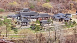 ■종료)10월2일(목) 대한민국 구석구석(안동편)낙동강변,퇴계오솔길(예던길)고산정-농암고택+하회마을 개미취꽃 축제+봉정사 당일 - 호반 목요... 