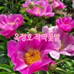 ■종료)5월15일 목요일 오월의 옥빛 최고뷰~옥정호 작약꽃&양귀비축제... 목요일 오월의 옥빛 최고뷰~옥정호 작약꽃&양귀비축제 50년만에 개방된... 