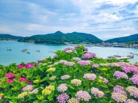 고흥편(나로도 쑥섬 수국+우도🌈다리... (토)남도여행,고흥(나로도,쑥섬수국,위도)1/2일... 고흥편(나로도 쑥섬 수국+우도🌈다리+소록도),보성...