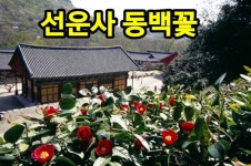 ■잔여석1개)4월18일(토)04시출발 남도한바퀴 맛기행 고창 선운사... 고창 선운사 동백꽃축제,순천 선암사 겹벚꽃,강진 남미륵사 연산홍축제... 