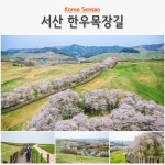 ■신청마감)26년4월16일(목)대한민국 구석구석 서산편서산 한우목장 산책로 벚꽃길+백제의미소 마애삼존불+유기방가옥 수선화축제 - 호반... 
