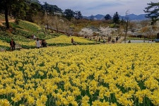 ■신청마감)26년4월16일(목)대한민국 구석구석 서산편서산 한우목장 산책로 벚꽃길+백제의미소 마애삼존불+유기방가옥 수선화축제 - 호반... 