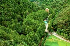 ■5월4일 06시출발 초록의숲 최고의 자연 힐링지 대전 장태산 메타쉐콰이어숲길&진천 이팝나무꽃길 신청 - 호반 목요 정기 트레킹 ☞신청... 