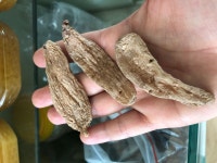 피를 맑게 하고, 어혈을 없애며, 담과 습을 제거하는 약초 백두산 천마 - 좋은글방 - 호이스트크레인기술자 .사용자모임(반도기연) 피를 맑게 하고... 