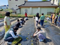 창원 마산 상남초등학교- 텃밭체험 활동1 - 우리들의 나눔터 - 창녕 그륵꿈는집 창원 마산 상남초등학교- 텃밭체험 활동1