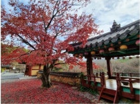 굴렁쇠배움터가 떠난 절 민속, 생태,역사 기행- 통도사 - 자유게시판 - 푸른우포사람들 굴렁쇠배움터가 떠난 절 민속, 생태,역사 기행- 통도사