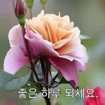 좋은하루 되세요 - ┃…………자유게시판┃ - ♡학사모♡ 좋은하루 되세요