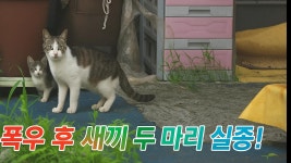 폭우 후 시치미새끼 두 마리 안 보입니다 - 로즈맨의 소식 - 엘 · 컬처 (Life Culture) 임승환의 생활문화 폭우 후 시치미새끼 두 마리 안... 