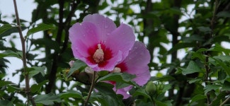 20250719 DMZ평화의길 17회차(18코스 잠곡3리정류장~자등종합복지관~자등2리마을회관~와수리세월교) 사진모음 2 - ◆―‥DMZ평화의길... 